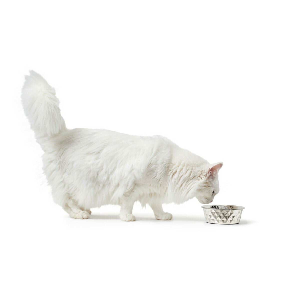 Kissan hoito ja terveys