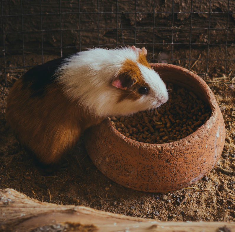 Marsujen ruoat ja tarvikkeet