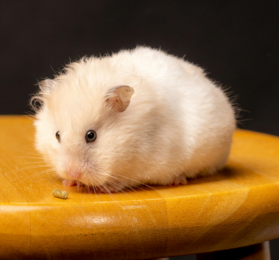 Hamsterien ruoat ja tarvikkeet