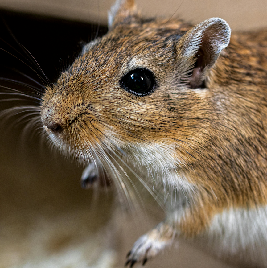 Gerbiilien ruoat ja tarvikkeet