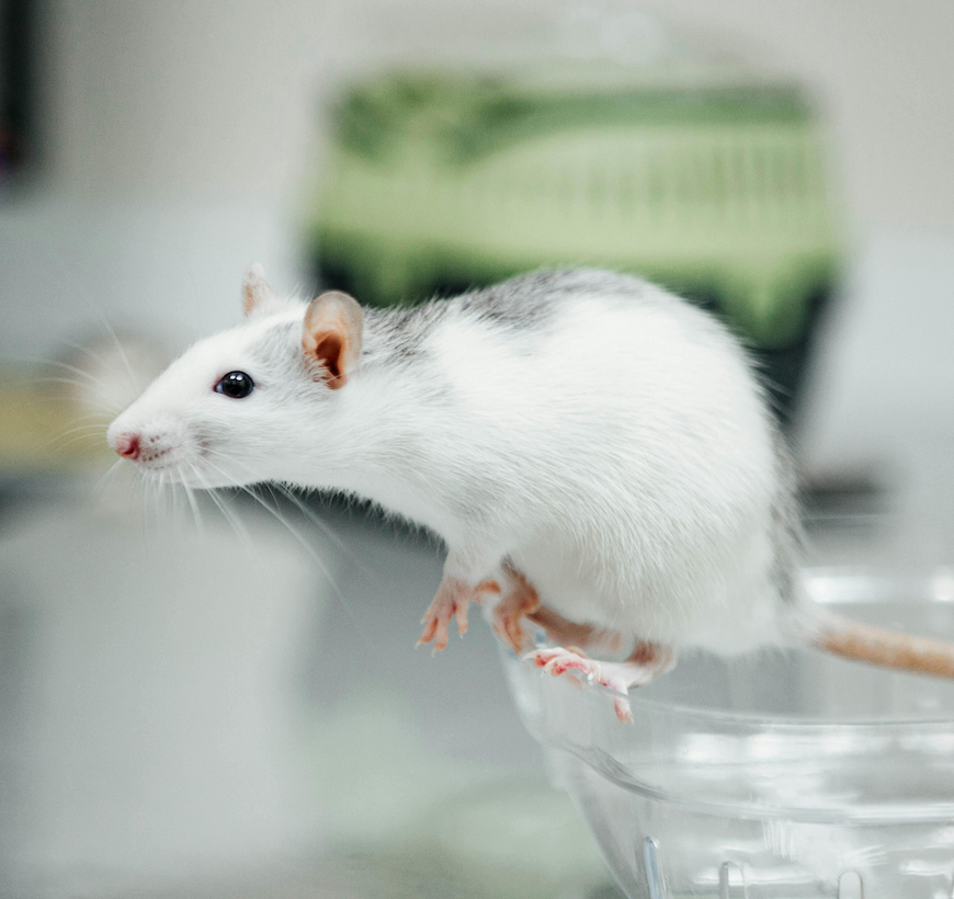 Hiirien ruoat ja tarvikkeet