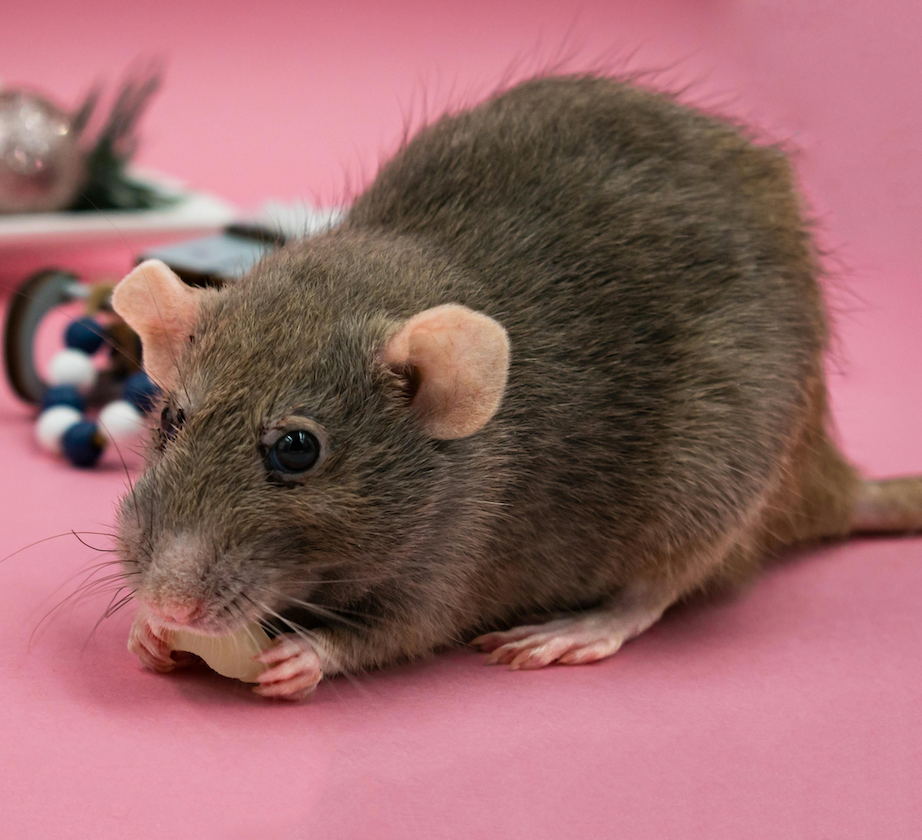 Rottien ruoat ja tarvikkeet