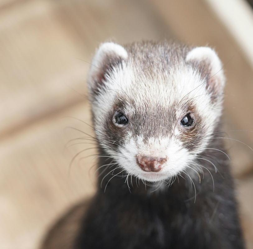 Frettien ruoat ja tarvikkeet