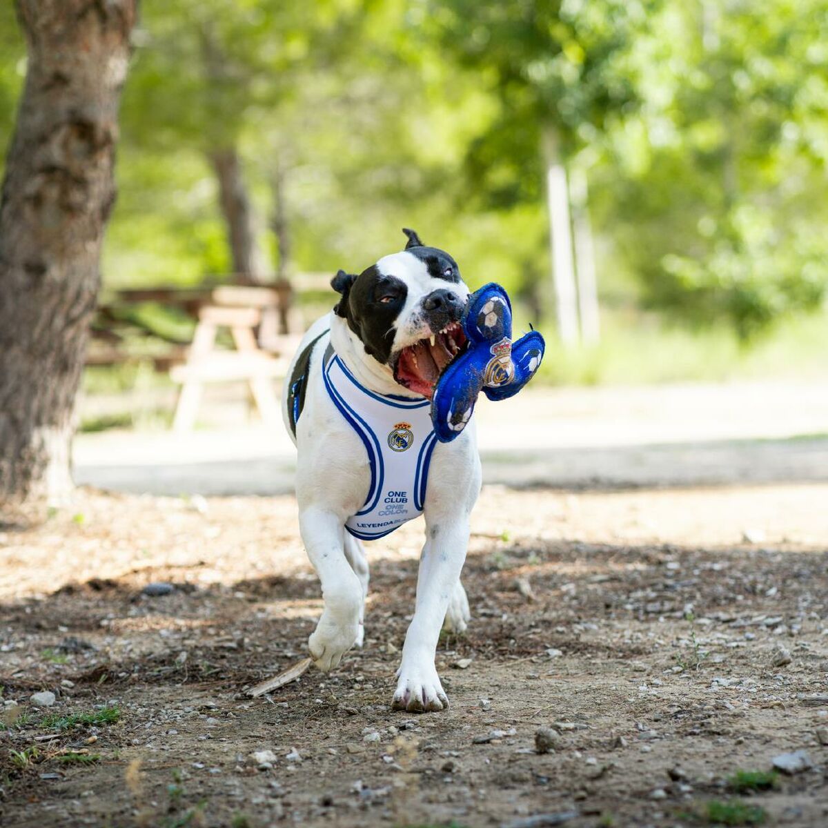 V4H4F45453E35495E783DDAD62643881888R7021663P3